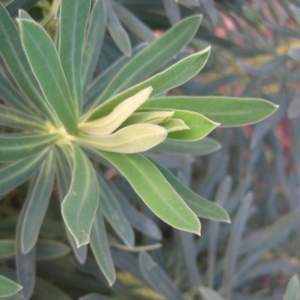 Photographie n°2142339 du taxon Euphorbia characias L. [1753]