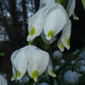 Photographie n°2142410 du taxon Leucojum vernum L. [1753]