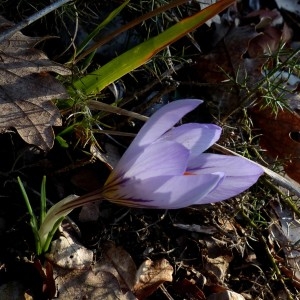 Photographie n°2142421 du taxon Crocus versicolor Ker Gawl. [1808]