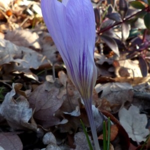 Photographie n°2142422 du taxon Crocus versicolor Ker Gawl. [1808]