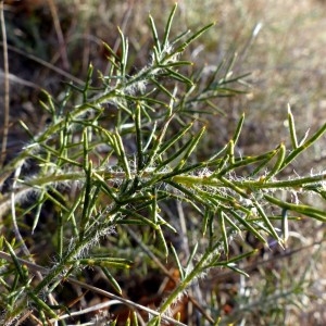 Photographie n°2142426 du taxon Genista hispanica L. [1753]