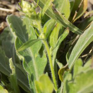 Photographie n°2142448 du taxon Erigeron sumatrensis Retz. [1810]