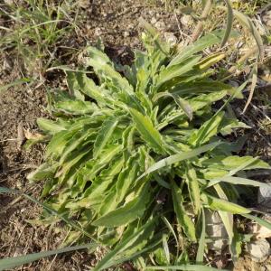 Photographie n°2142450 du taxon Erigeron sumatrensis Retz. [1810]