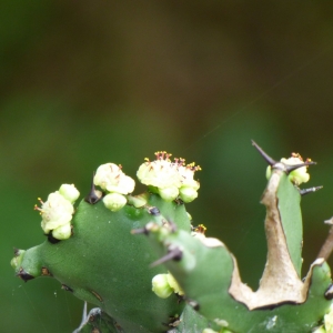 Photographie n°2142492 du taxon Euphorbia L. [1753]