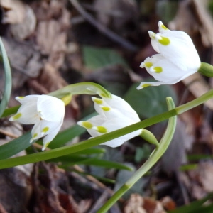 Photographie n°2142648 du taxon Leucojum vernum L. [1753]