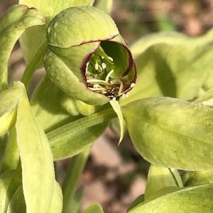 Photographie n°2142734 du taxon Helleborus foetidus L. [1753]