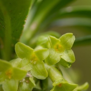 Photographie n°2142742 du taxon Daphne laureola L. [1753]