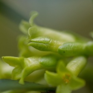 Photographie n°2142743 du taxon Daphne laureola L. [1753]