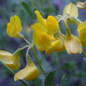 Photographie n°2142832 du taxon Coronilla minima subsp. lotoides (W.D.J.Koch) Nyman [1878]