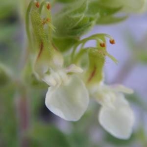 Photographie n°2142846 du taxon Teucrium flavum L. [1753]