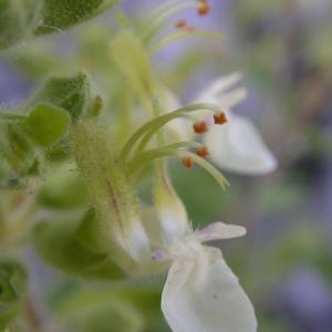 Photographie n°2142847 du taxon Teucrium flavum L. [1753]