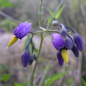 Photographie n°2142854 du taxon Solanum dulcamara L. [1753]