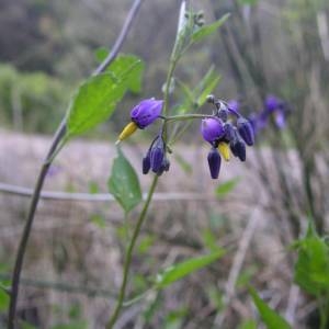 Photographie n°2142855 du taxon Solanum dulcamara L. [1753]