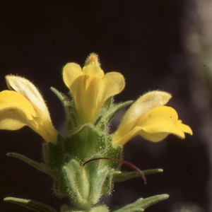 Photographie n°2142862 du taxon Parentucellia viscosa (L.) Caruel