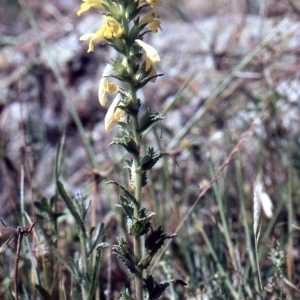 Photographie n°2142863 du taxon Parentucellia viscosa (L.) Caruel