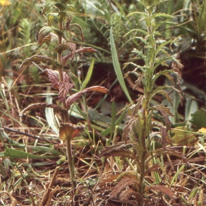 Photographie n°2142866 du taxon Parentucellia viscosa (L.) Caruel