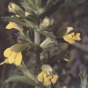 Photographie n°2142867 du taxon Parentucellia viscosa (L.) Caruel