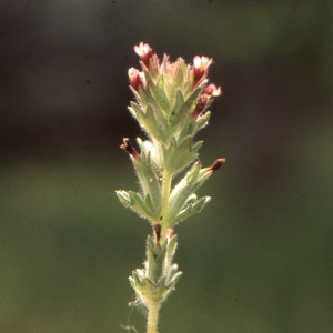 Photographie n°2142875 du taxon Parentucellia latifolia (L.) Caruel [1885]