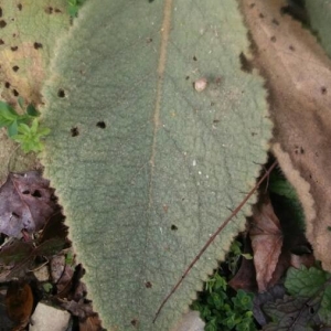 Photographie n°2142890 du taxon Verbascum thapsus L. [1753]