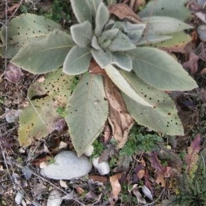 Photographie n°2142891 du taxon Verbascum thapsus L. [1753]