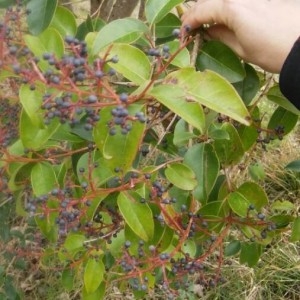 Photographie n°2142892 du taxon Ligustrum lucidum W.T.Aiton [1810]