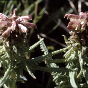 Photographie n°2142909 du taxon Pedicularis recutita L. [1753]