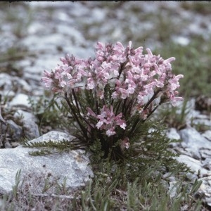 Photographie n°2142915 du taxon Pedicularis rosea Wulfen [1781]