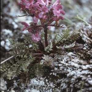 Photographie n°2142917 du taxon Pedicularis rosea Wulfen [1781]