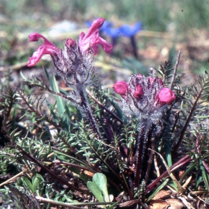 Photographie n°2142922 du taxon Pedicularis rosea Wulfen [1781]