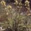  Liliane Roubaudi - Pedicularis tuberosa L. [1753]