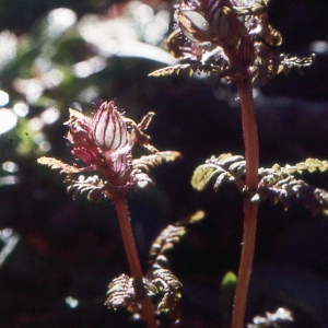 Photographie n°2142925 du taxon Pedicularis verticillata L. [1753]