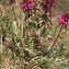  Liliane Roubaudi - Pedicularis verticillata L. [1753]