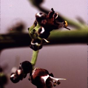 Photographie n°2142948 du taxon Scrophularia canina L. [1753]