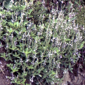 Photographie n°2142973 du taxon Veronica officinalis L. [1753]