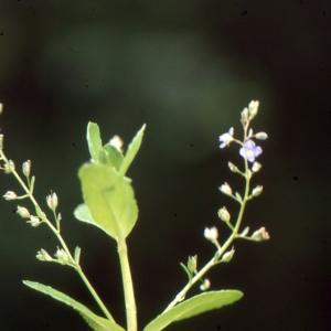 Photographie n°2142976 du taxon Veronica officinalis L. [1753]