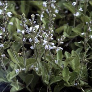 Photographie n°2142977 du taxon Veronica officinalis L. [1753]