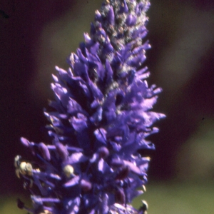 Photographie n°2142980 du taxon Veronica spicata L. [1753]