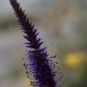 Photographie n°2142981 du taxon Veronica spicata L. [1753]