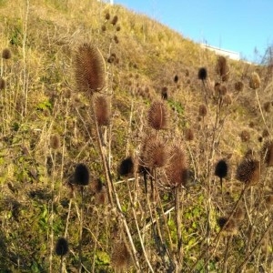 Photographie n°2142995 du taxon Dipsacus laciniatus L. [1753]