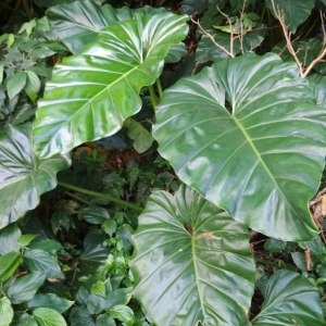 Photographie n°2143047 du taxon Philodendron giganteum Schott