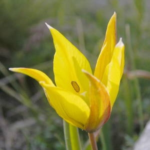 Photographie n°2143076 du taxon Tulipa sylvestris subsp. australis (Link) Pamp. [1914]