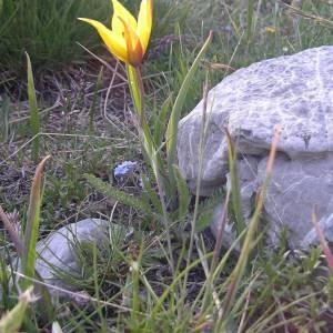 Photographie n°2143077 du taxon Tulipa sylvestris subsp. australis (Link) Pamp. [1914]