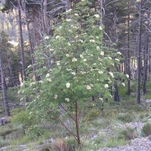 Photographie n°2143081 du taxon Sorbus aucuparia L. [1753]