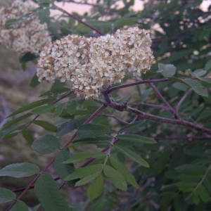 Photographie n°2143083 du taxon Sorbus aucuparia L. [1753]