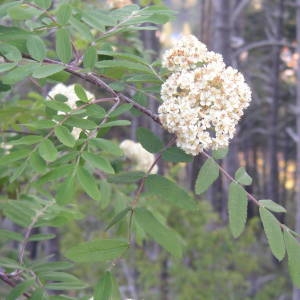 Photographie n°2143084 du taxon Sorbus aucuparia L. [1753]