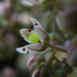 Photographie n°2143087 du taxon Sedum dasyphyllum L. [1753]