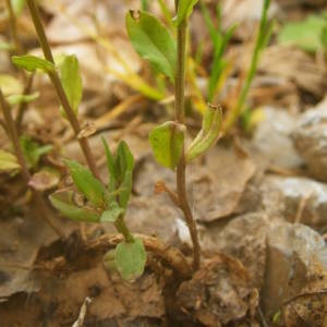 Photographie n°2143099 du taxon Legousia speculum-veneris (L.) Chaix [1785]