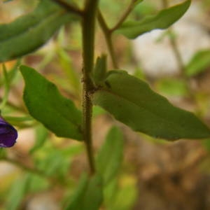 Photographie n°2143100 du taxon Legousia speculum-veneris (L.) Chaix [1785]