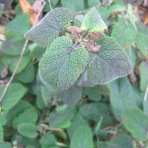 Photographie n°2143129 du taxon Teucrium scorodonia L. [1753]