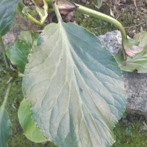 Photographie n°2143157 du taxon Bergenia cordifolia (Haw.) Sternb.